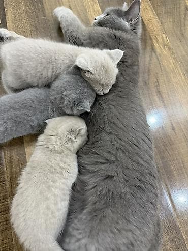 at balaları: 🐾 Şotland (Scottish Fold) balaları satılır 🐾 40 günlük, sağlam və çox — 5