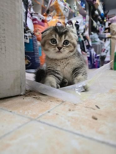 bala pisik: Şotland — 1