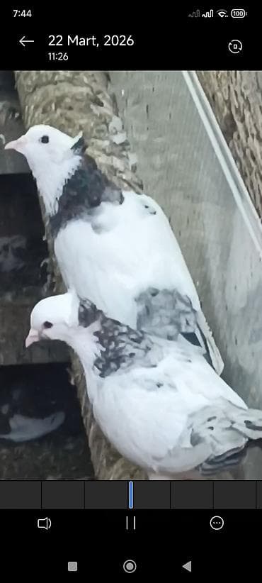 adana göyərçin: Məhsul:Hazır cüt əbres boyunlar quyruqlari destdir pul lazım olduğu — 2