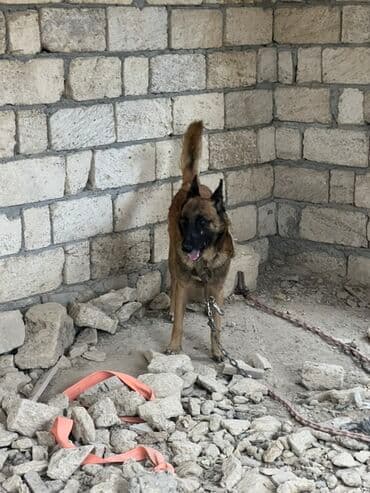 купить собаку малинуа: Belçika çoban iti, 2 il, Erkek, Peyvəndli — 6