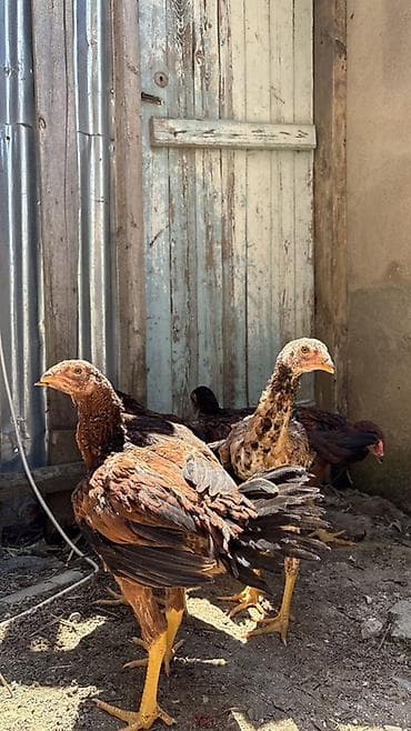 cuca: Heyratı cücələri 3 aylıqların tamam eləmiyiblər hələ yaxşı heyvanların — 5