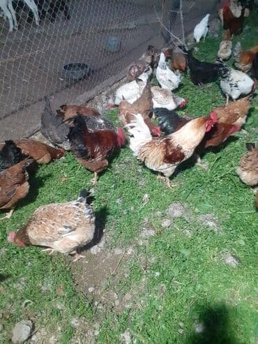 cücə satışı 2021: Xoruz, il: 1, Ünvandan götürmə — 3