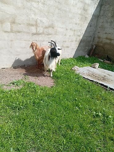 yerli keci: Məhsul: Təkə və keçilər (3 baş) Təsvir: - Şəkillərdə görünən 3 baş — 4