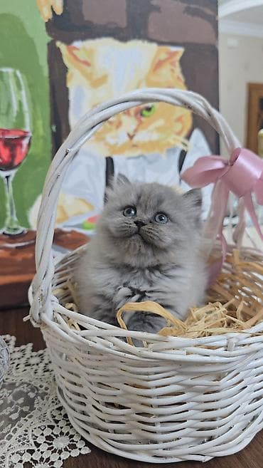 iri buynuzlu heyvan: Boz tüklü balaca pişik balası - Cinsə bənzər: uzun tüklü, yumşaq və — 1