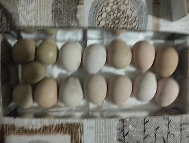 Məhsul: Təbii ev toyuğu yumurtaları Təsvir: - Kənd şəraitində