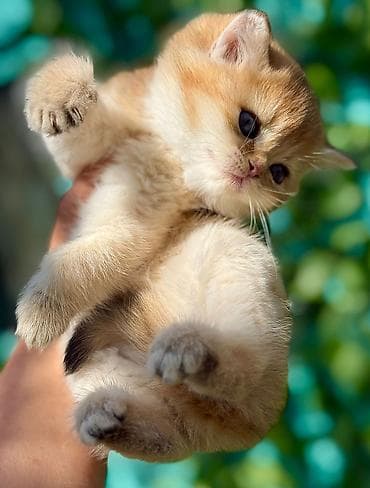 sotland pişik: Şotland — 8