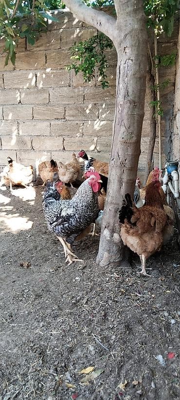 yerli xoruzlar: Yumurta və ətlik üçün yerli toyuq-quş dəstəsi - Növlər: qarışıq yerli — 4