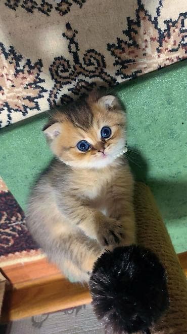 İtlər: Məhsul: Pişik üçün dırmaşma və dırnaq itiləmə komplekti + interaktiv — 3