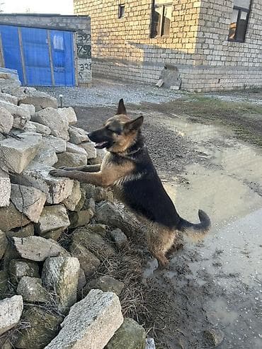 Alman çoban iti, 1 il, Erkek