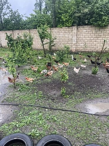 toyuq yolan aparat satilir: Salam. Məhsul: Azad otlaqda saxlanılan yerli toyuqlar və xoruzlar — 5