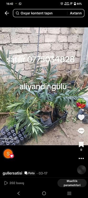 monstera bitkisi: Məhsul: dekorativ və meyvə ağaclarının tingləri - Vaşinqton xurması — 3
