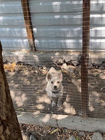 Zvonok, 3 ay, Erkek, Peyvəndli, Ünvandan götürmə lalafo.az -da Zvonok, 3 ay, Erkek, Peyvəndli, Ünvandan götürmə
