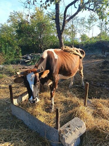 cins inekler: Südlük inək iki aylıq boğaz. Öz qapımın malıdır sağlam 4 cü qarına — 2
