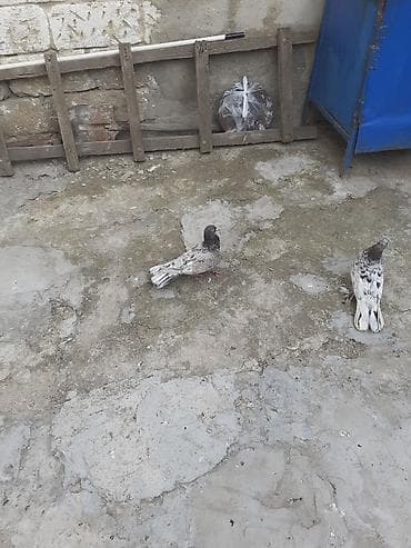 setteri it cinsi: Şəkildə iki göyərçin təsvir edilmişdir. Bir göyərçin tünd boz — 1