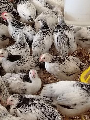 etlik cuce: Toyuq cücələri, Ətlik — 6