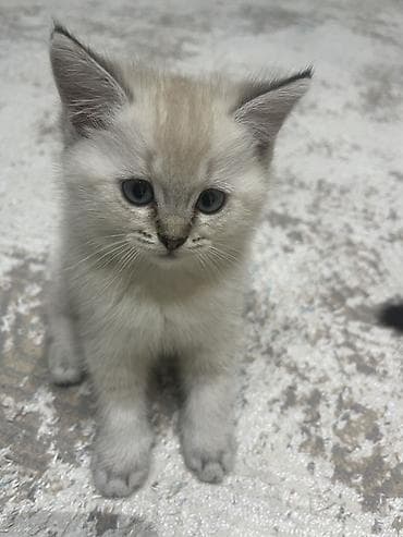 pişiy satışı: Yaxşı əllərə — 4