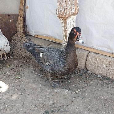 balaca sirin itler: Təmiz Qan Orginal Macar sortu 6 Aylıq Fərədi tam sağlam aktiv Fərədi — 3