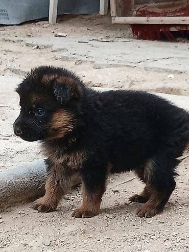 Alman çoban iti, 1 ay, Erkək, Ödənişli çatdırılma lalafo.az -da Alman çoban iti, 1 ay, Erkək, Ödənişli çatdırılma