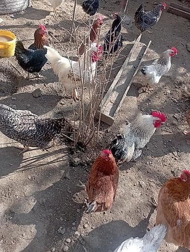 Ət məhsulları: Məhsul: Təbii kənd toyuq yumurtası Təsvir:bu toyuglarin yumurtalari — 7