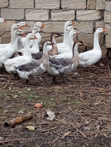 Gəmiricilər: Salam sağlam hevanlardi biri 30manata 5ədəd qaz təcili satılır — 2