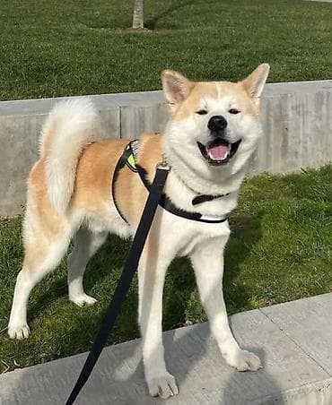 balaca it cinsi: Akita-inu, 5 ay, Erkək, Sənədli, Ünvandan götürmə, Ödənişli çatdırılma — 1
