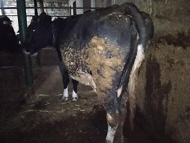 Рогатый скот: 4 aydı doğub balasız satılır balasını satmışam 10,11 litr süd verir — 3