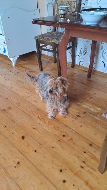 Yorkşir teryer, 2 il, Dişi