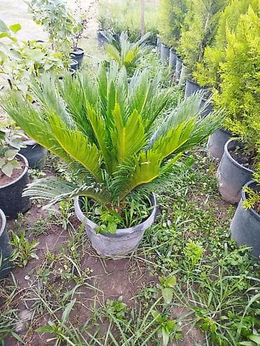 Saqo palmı (Cycas revoluta) – dekorativ qapalı və açıq məkanlar üçün