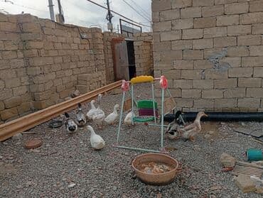 Ördəklər sağlamdır super kök ördəklərdi