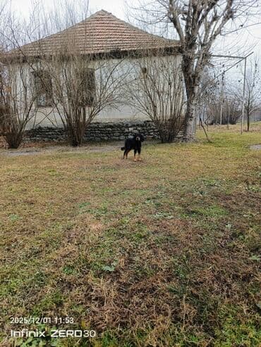 Кокер спаниель, 9 месяцев — 2