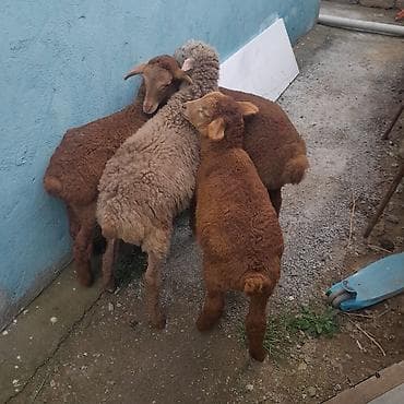 Hamsı erkəkdi.kom 225manata. tək xırdalar215manat.böyük qırmızı