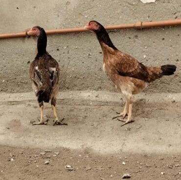 qəfəs satışı: Salam her vaxtiniz xeyir olsun 1xoruz 2 fere satilir 3 de tam — 1