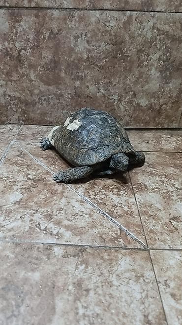 su tısbağa: Quru suda yaşayan tısbağa - Növ: Quru tısbağa (yerüstü, ot yeyən) - — 1