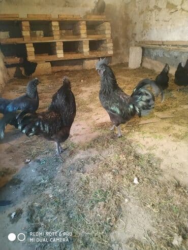 cücə qiyməti: Ayam Cemani . Özü qara, əti qara . Mayalı yumurtalar bir ədədi 5 azn — 2