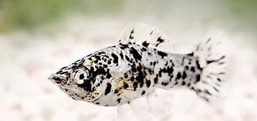 Животные: Моллинезия, Мирные — 1