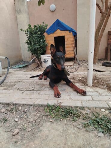 шпиц цена в баку: Доберман, 1 год, Самец, С прививками, Самовывоз — 3