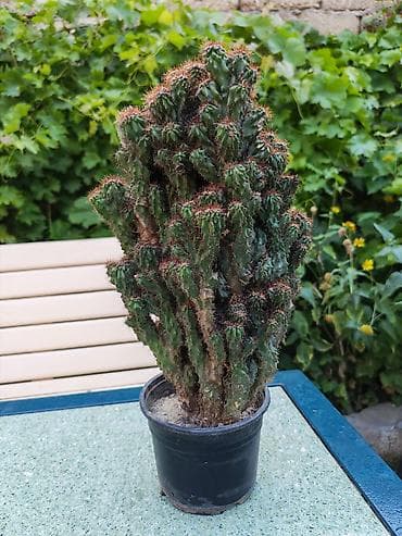 nokia yarpaq: Sukulent və otaq bitkiləri dəsti - Kaktus (Euphorbia/Serebrə bənzər — 1