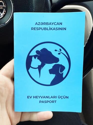 Lincoln: •	Yaşı: 4 aylıq (5 aylığa keçəcək) 	•	Tam aktiv və sağlamdır 	•	Bütün — 8