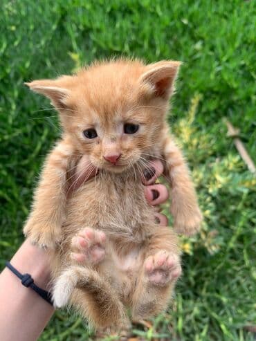 котики в добрые руки: В добрые руки — 2