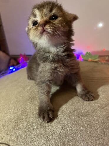 pişik sekilleri: Yaxşı əllərə — 3