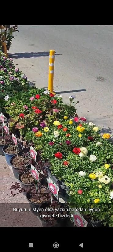 esger sekilleri: Rəngarəng bəzək gülləri və dekorativ bitkilər – saksıda - Çeşidlər — 4