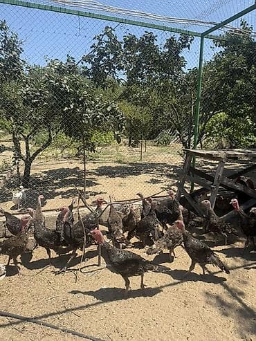 simmental cinsi: 3 aylıq tam sağlam hinduşkalardı. Təmiz Amerika Bronz cinsidir — 1