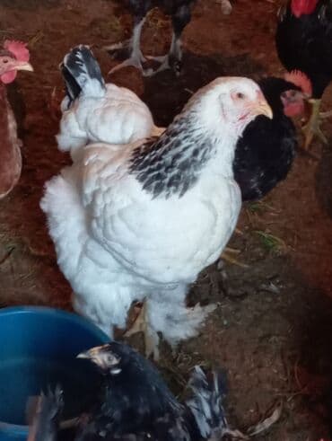 Inəklər, öküzlər: Toyuq, Brama, Damazlıq — 2