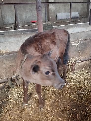 bala dana: Südlük inək 2 aylıq dişi başlayan.4-cü balasıdır .8-9 litr süd — 3