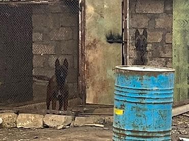 çoban: Belçika çoban iti, Peyvəndli — 2