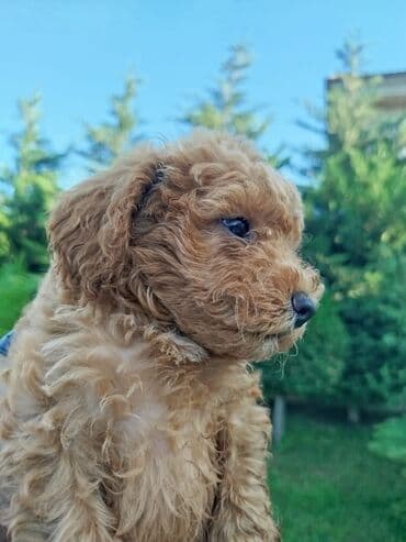 карликовый пудель: Пудель — 2