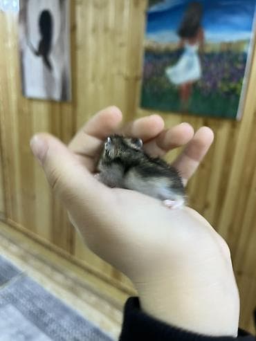 balaca itder: Cırtdan xomyaklar (Dzungarian/campbell tipli) – evdə baxım üçün — 8