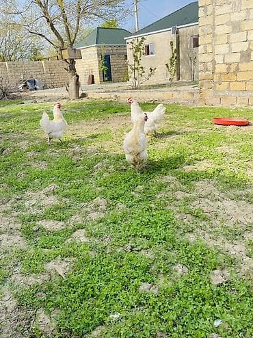 lal ordəklərin satışı: Toyuq, Yumurtalıq — 2