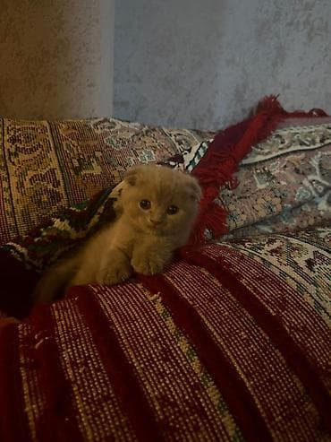 pişik: Şotland yastı qulaq — 6