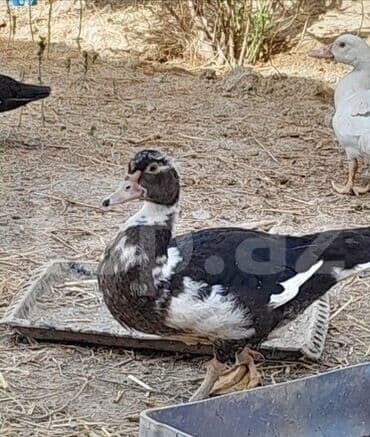 Inəklər, öküzlər: 30 ədəd 2 aylıq Lal ördək balaları. 9 ədəd böyük Lal ördək. 2 ədəd — 4